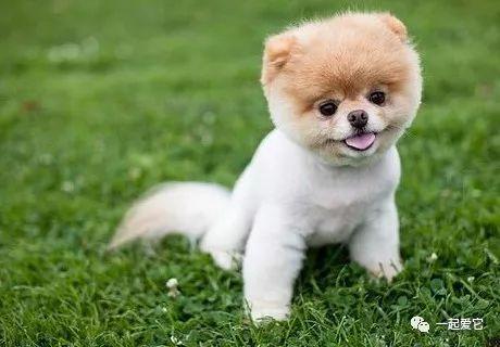 超萌狗狗爆料视频在线观看,萌宠瞬间，萌翻你的心