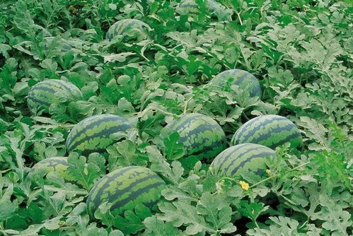 ucsd吃瓜资源,揭秘那些你不知道的“吃瓜”故事