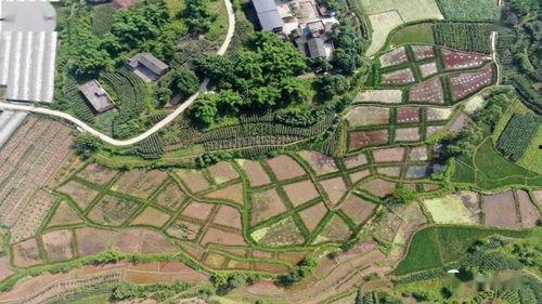 璧山县田园新闻头条,绿色田园焕新颜，乡村振兴谱新篇