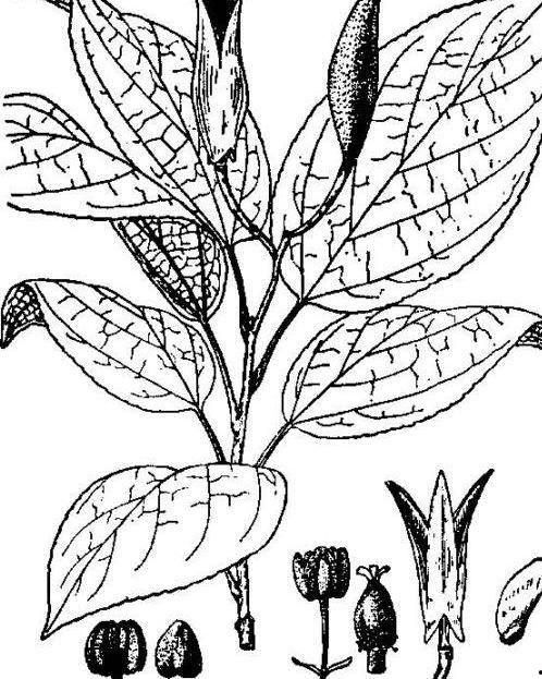 男明星的山羊角,探寻男明星的独特魅力