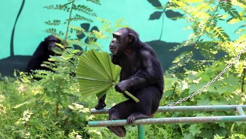 吃瓜速看,揭秘娱乐圈最新热点事件