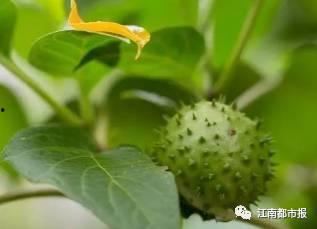 吃佛手瓜叶子中毒,食用不当引发健康危机