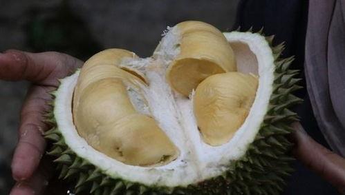 榴莲哈密瓜一起吃吗,榴莲与哈密瓜的搭配探索