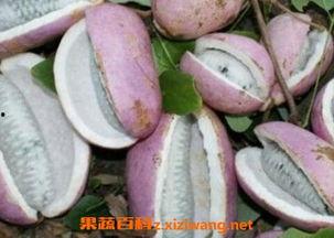 吃八月瓜上央视新闻,传统美食走向全国舞台