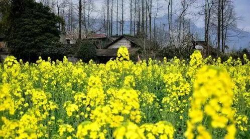 德阳网红公路油菜花,春日里的金黄画卷