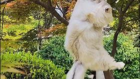 吃瓜猫国王的游戏,一场舌尖上的游戏盛宴