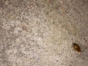 吃瓜的黄色虫子图片,黄色虫子的神秘食性