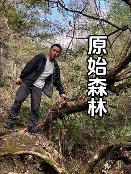 头条视频原始森林,揭秘大自然的神秘秘境