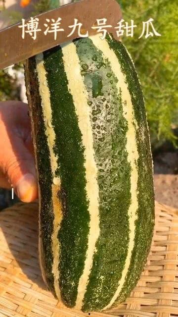 那个什么瓜怎么吃,解锁“那个瓜”的正确食用指南