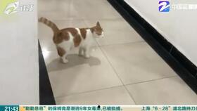 网红爱老鼠,一场跨越物种的友谊传奇