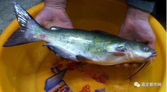 猛鱼吃瓜,揭秘海洋中的神秘食客