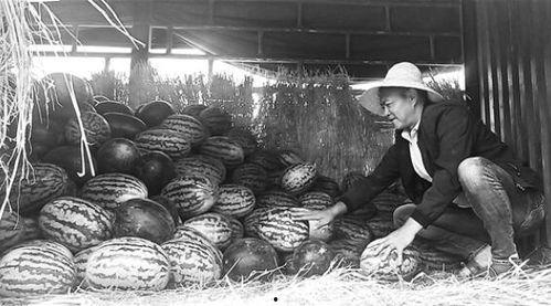 随州吃瓜群众事件视频,一场网络舆论的风暴与反思