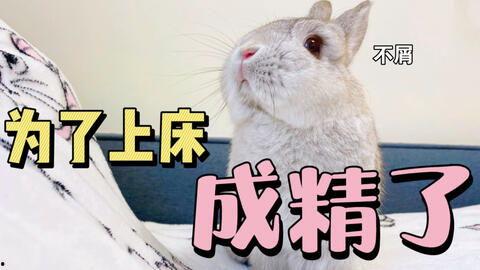 八卦吃瓜兔子,兔子带你领略趣味人生