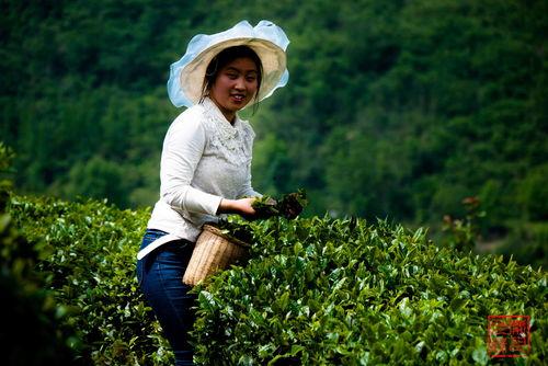 头条采茶女