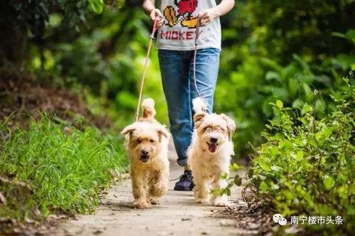 今日头条遛狗的经历小说,邂逅都市异闻录