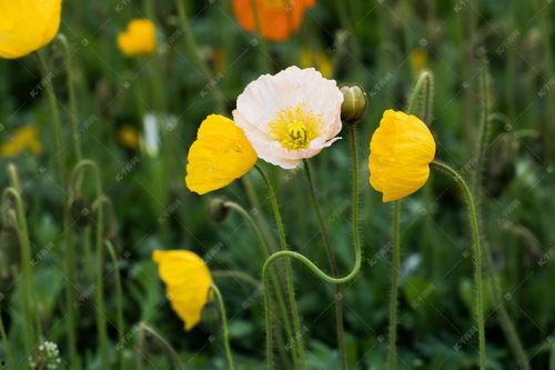 罂粟高清在线观看