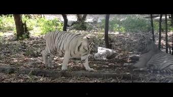 王庄爆料二虎视频播放全集,二虎视频全集揭秘，精彩瞬间不容错过