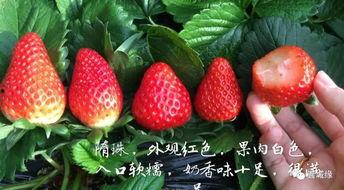 北京今日头条草莓种植,春意盎然，采摘乐趣无限